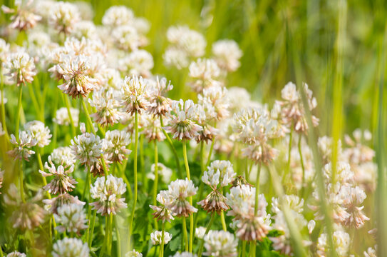 Trifolium repens. White clover growing in the meadow on a warm summer June day