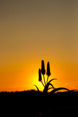 Sunrise behind aloe silhouette