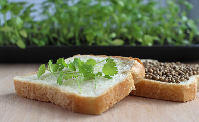coriander seeds and grown green coriander on slices of white bread with coriander seedlings