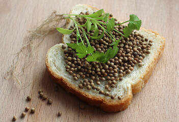 coriander seeds and grown green coriander on slices of white bread with coriander seedlings