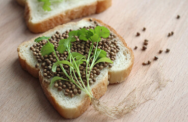 coriander seeds and grown green coriander on slices of white bread with coriander seedlings