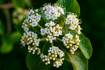 Closeup of hydrangea flower