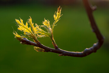 Young maple leaves