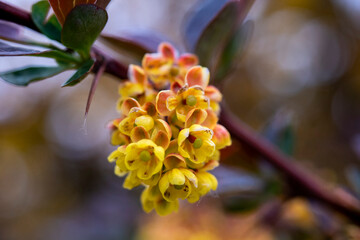 Closeup of barberry flowers