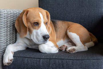 beagle puppy on sofa