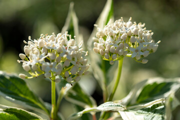 Closeup of hydrangea flower