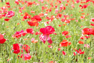 ポピー 綺麗な花 赤い グリーン けし かわいい 鮮やか かわいい カラフル 花  可憐  春 日本