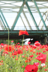 ポピー 綺麗 赤い 花畑 ポピー畑 美しい 春の風景 けし 鮮やか ぼけ 満開 鉄塔 橋 都会