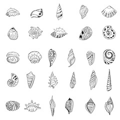 Set with different sea shells. Contour linear illustration for coloring book. Anti stress picture. Line art design for adult or kids  in zentangle style and coloring page.