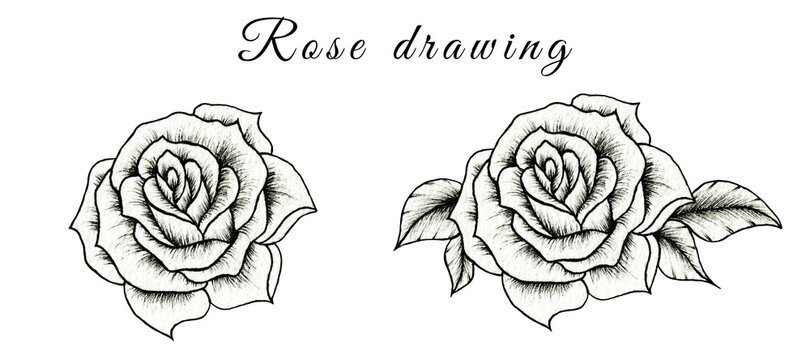 Hand drawn sketch of rose flower isolated on white, floral illustration of black and white rose drawing, vintage rose sketch