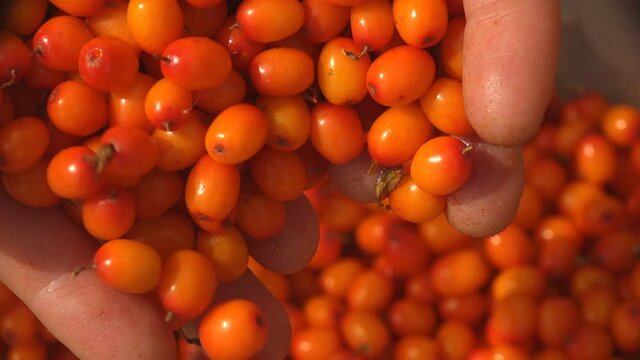 Orange berry is falling from the hands. Hippophae berries, genus of sea buckthorns, shot large in tree with long leaves, macro