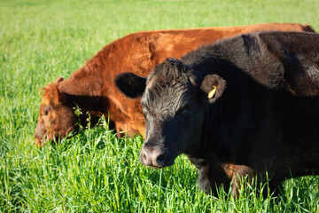Fototapeta premium Gado de corte na pastagem
