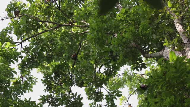 Many Bats hanging upside down on high mahogany trees at day time in Kerala India 4K slow motion video footage. colony of big bats nocturnal mammals 