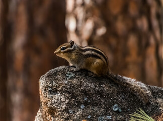 squirrel in the forest