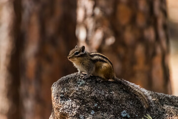 squirrel on a rock