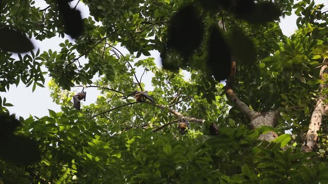 Many Bats hanging upside down on high mahogany trees at day time in Kerala India 4K slow motion video footage. colony of big bats nocturnal mammals 
