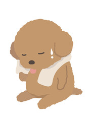 熱中症のプードル