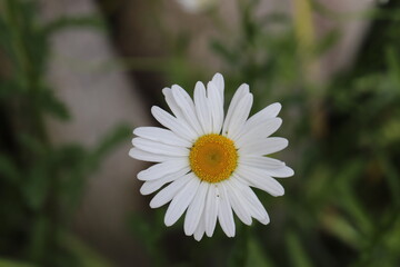 Obraz premium 春の野原に咲くフランスギクの白い花