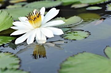 white water lily in pond