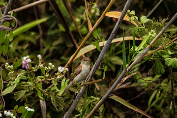 bird on the grass