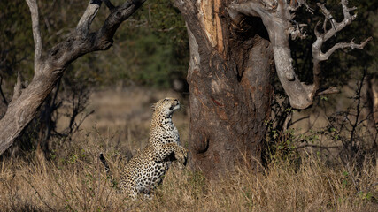 Male leopard jumping up a huge tree