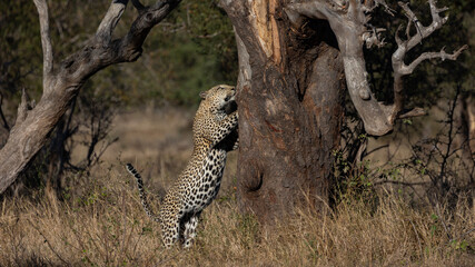 Male leopard jumping up a huge tree