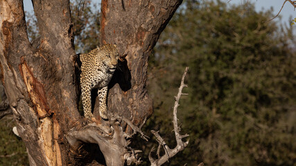 Male leopard standing in a huge tree
