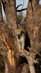 Male leopard standing in a huge tree