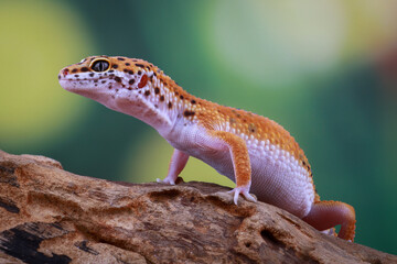 Leopard Gecko on the branch of wood