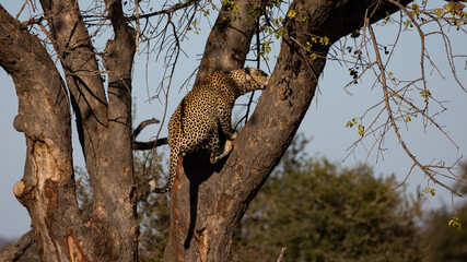 Male leopard jumping up a huge tree