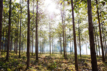 Naklejka premium Teak forest in the morning.