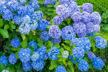 神奈川県横浜市八景島のあじさい