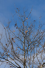 Lonely almost bare oak with a few dead leaves on the branches. In the light of the morning sun against a blue sky with white clouds. Backgrounds