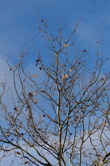 Lonely almost bare oak with a few dead leaves on the branches. In the light of the morning sun against a blue sky with white clouds. Backgrounds