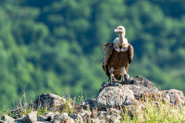 African Cape vulture (Gyps coprotheres) in Kruger national park, South Africa