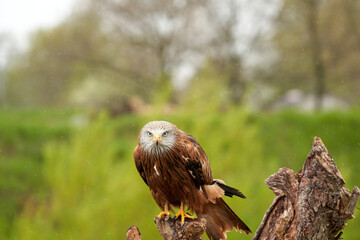 Red kite, bird of prey portrait. The bird is sitting on a stump. Ready to attack its prey. In the...