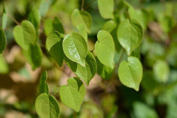 Alpine barrenwort