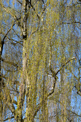 Fototapeta premium Common birch