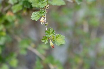 European gooseberry