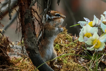 squirrel in the park