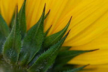 Close-up of a Sunflower
