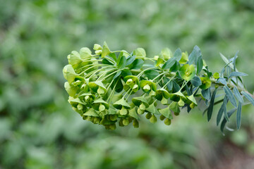 Wulfens spurge