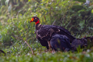 King vulture, Sarcoramphus papa, large bird found in Central and South America. Flying bird, forest in the background. Wildlife scene from tropic nature. Red head bird. Condor with open wing, Panama