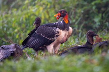 King vulture, Sarcoramphus papa, large bird found in Central and South America. Flying bird, forest in the background. Wildlife scene from tropic nature. Red head bird. Condor with open wing, Panama