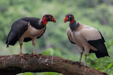 King vulture, Sarcoramphus papa, large bird found in Central and South America. Flying bird, forest...