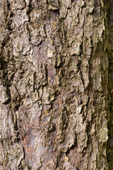 Naklejka premium Handkerchief tree