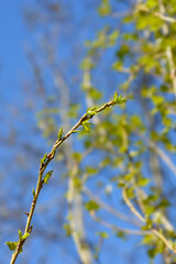 Lombardy poplar