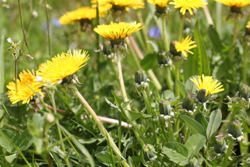field of yellow dandelion flowers