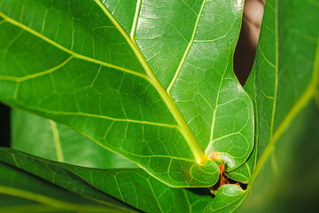 Close up shot of Fiddle Fig leaf with sunny light