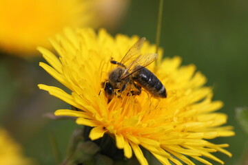 Honey Bee collecting pollen on wild yellow flowers. Closeup details of small  insect. 